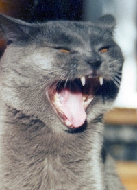 Collector profile picture : carolus63 Collector profile picture : carolus63