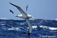 收藏者头像 : : albatros-70 收藏者头像 : : albatros-70