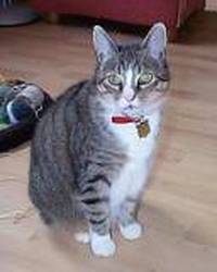 Kolekcionāra profila bilde : Papiertiger Kolekcionāra profila bilde : Papiertiger