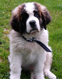 プロフィール画像 : Robertus プロフィール画像 : Robertus