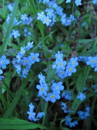 收藏者头像 : : Lenokk 收藏者头像 : : Lenokk