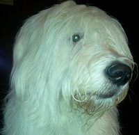 Gambar profil kolektor : : : : M289550829 Gambar profil kolektor : : : : M289550829