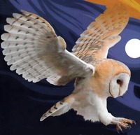 收藏者头像 : : Trossy 收藏者头像 : : Trossy