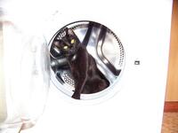 Profilbild des Sammlers : asiunia Profilbild des Sammlers : asiunia