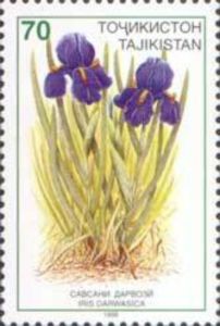 Iris (Iris darwasica)