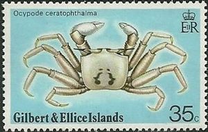 Ghost Crab (Ocypode ceratophthalma)