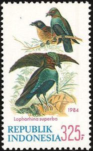 Superb Bird-of-paradise (Lophorina superba)