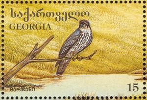 European Hobby (Falco subbuteo)