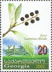 Cherry Laurel (Laurocerasus officinalis)