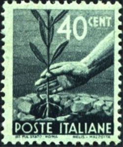 Hand Planting an Olive Tree