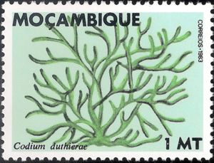 Codium duthierae