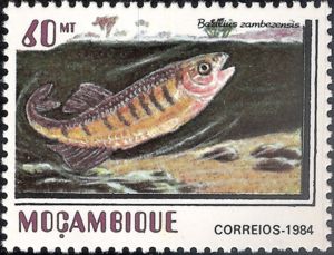Barred Minnow (Barilius zambezensis)
