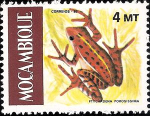 Striped Grass Frog (Ptychadena porosissima)