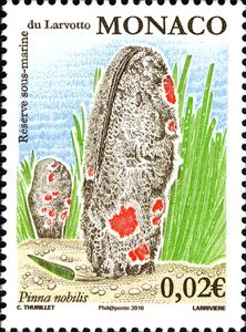 Noble Fan Shell (Pinna nobilis), Larvotto Underwater Reserve