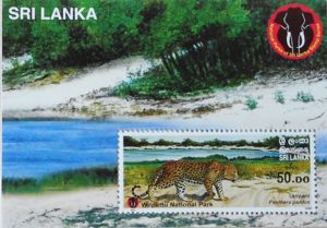 Leopard (Panthera pardus)