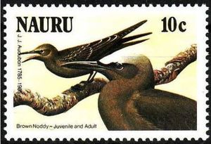 Brown Noddy (Anous stolidus)