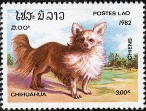 Chihuahua (Canis lupus familiaris)