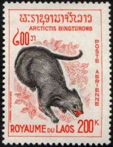 Binturong (Arctictis binturong)