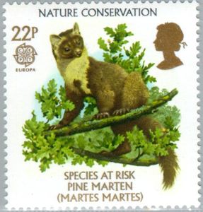 Pine Marten (Martes martes)