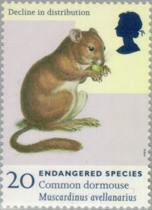 Common Dormouse (Muscardinus avellanarius)