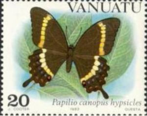 Swallowtail Butterfly (Papilio canopus hypiscles)