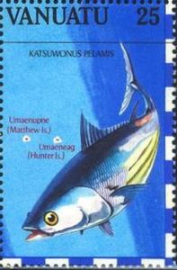 Skipjack (Katsuwonus pelamis)