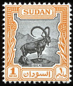 Nubian ibex (Capra nubiana)
