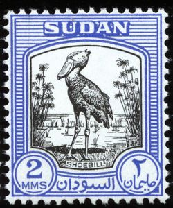 Shoebill (Balaeniceps rex)