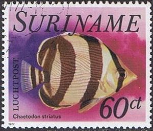 Banded Butterflyfish (Chaetodon striatus)