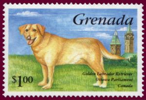 Labrador Retriever