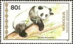Giant Panda (Ailuropoda melanoleuca)