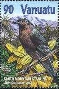 Santo Mountain Starling (Aplonis santovestris)
