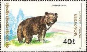Asian Black Bear (Ursus thibetanus)