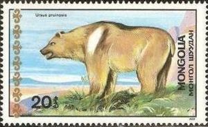 Tibetan Blue Bear (Ursus arctos pruinosis)
