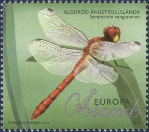 Ruddy Darter (Sympetrum sanguineum)