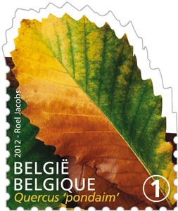 Tree Leaf: Quercus 'pondaim'