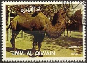 Bactrian Camel (Camelus bactrianus)