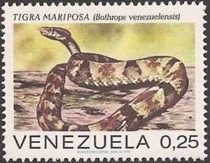 Venezuela Lancehead (Bothrops venezuelensis)