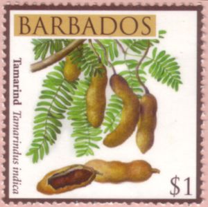 Tamarind