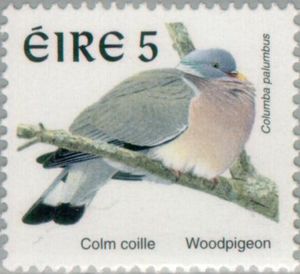 Common Woodpigeon (Columba palumbus)