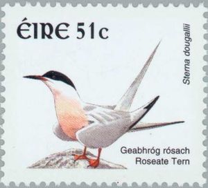Roseate Tern (Sterna dougallii)