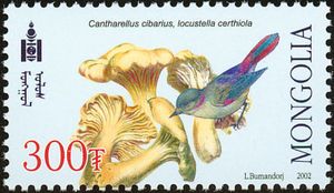 Pallas's Grasshopper Warbler (Locustella certhiola), Chanter