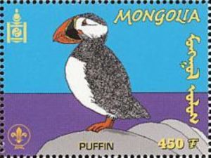 Atlantic Puffin (Fratercula arctica)