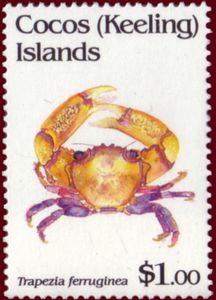 Rusty Guard Crab (Trapezia ferruginea)