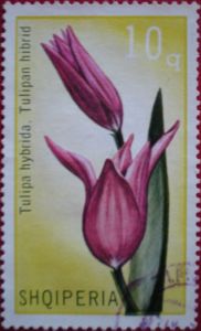 Tulip