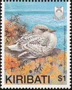 White-tailed Tropicbird (Phaethon lepturus) - juveniles