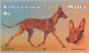 Egyptian Pharaoh Hound (Canis lupus familiaris)