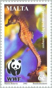 Long-snouted Seahorse (Hippocampus guttulatus)