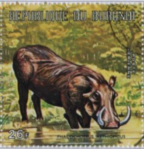 Desert Warthog (Phacochoerus aethiopicus)