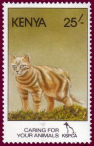 Domestic Cat (Felis silvestris catus)